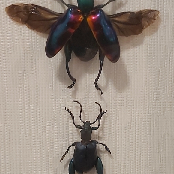 Framed Insect Display with Vibrant Colors - Picture 2 of 2